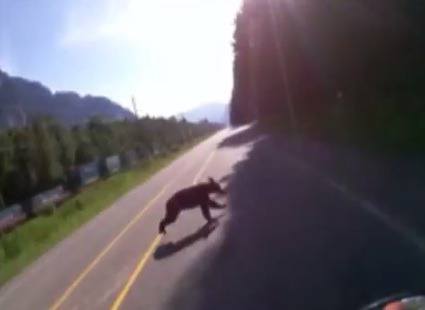 VIDEO: Motorcycle crashes into bear after hitting 140 km/h