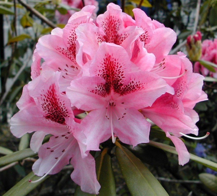 44905surreyrhododendron