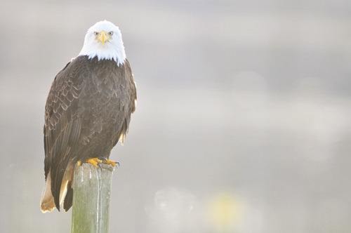 Bald Eagles at the Vancouver Landfill.
BOAZ JOSEPH / THE LEADER