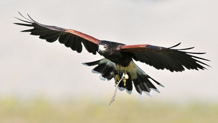 63665surreyHarrisHawk-BJ-Oct18