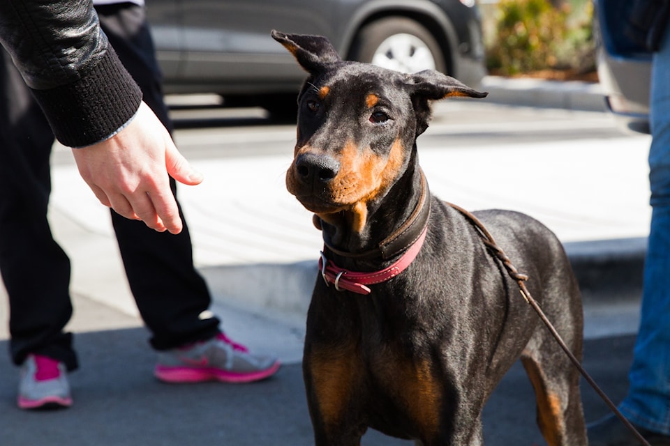 63908jz-prudence-doberman-2