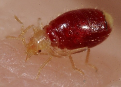 68174surreybed_bug