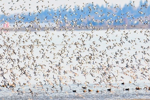 A flock of dunlins stop off in Boundary Bay. Boaz Joseph photo