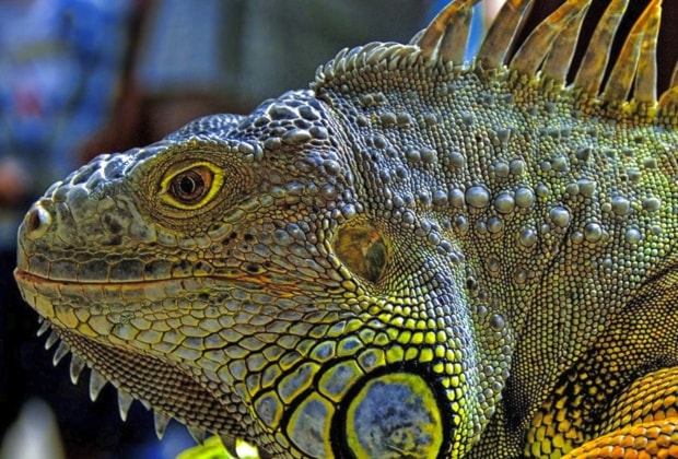 71343iguana3