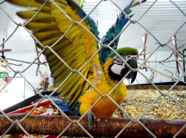 82521BCLN2007Ara_ararauna_-World_Parrot_Refuge-_Coombs-_British_Columbia-_Canada-8a