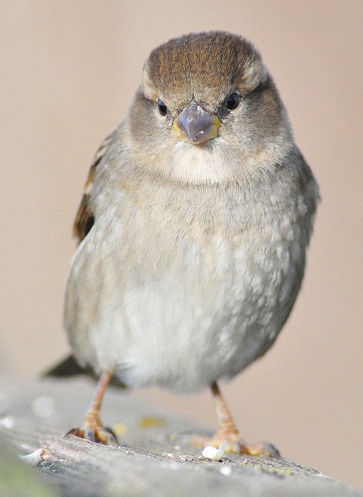 83012surreysparrow