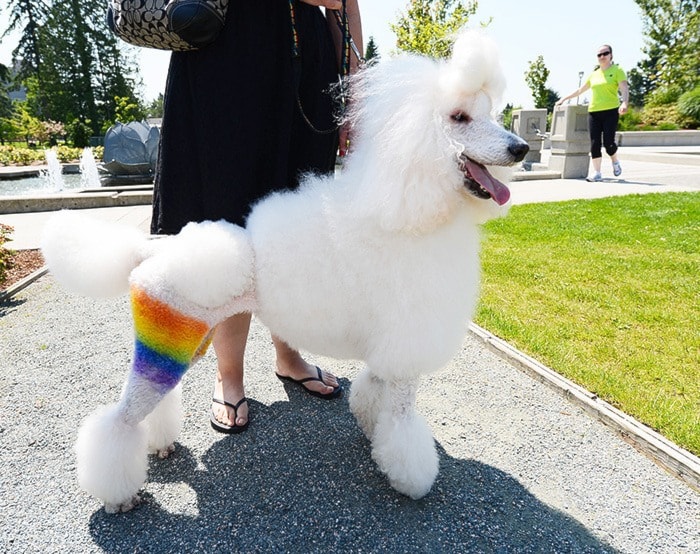 83201surreypride