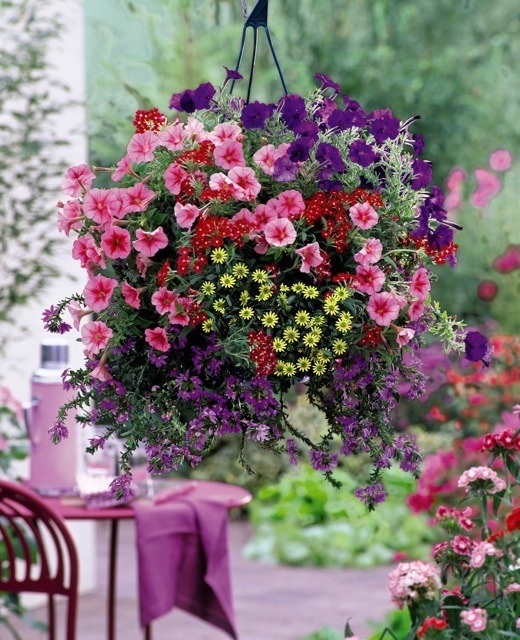 Hanging basket care Surrey NowLeader