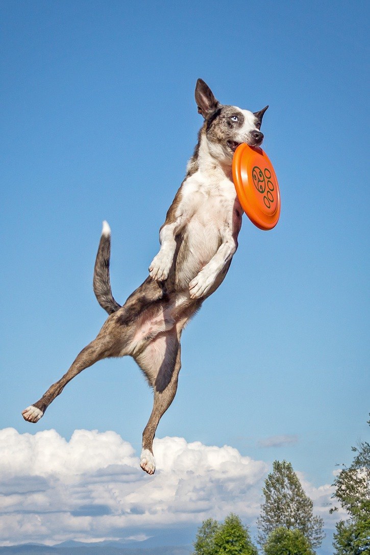 Langley dogs go airborne at competition Surrey NowLeader