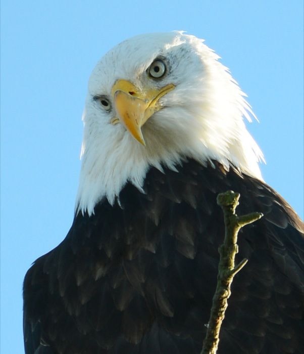 A bald eagle perches on a tree at Delta Air Park.
BOAZ JOSEPH / THE LEADER