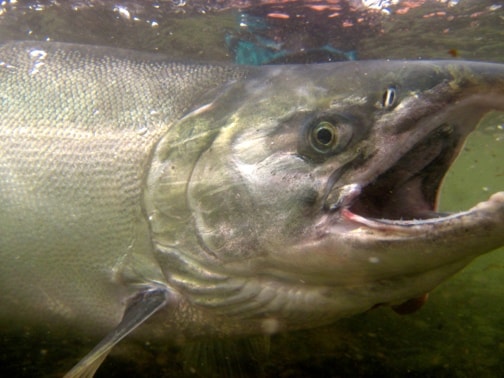 91353coho-salmon