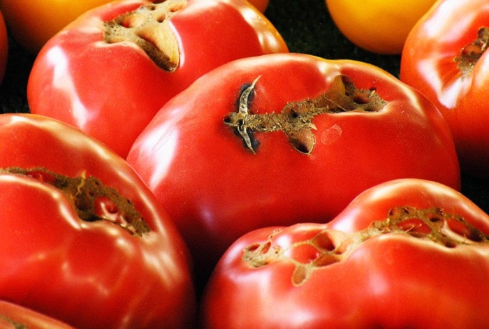 98125surreyw-tomatoes