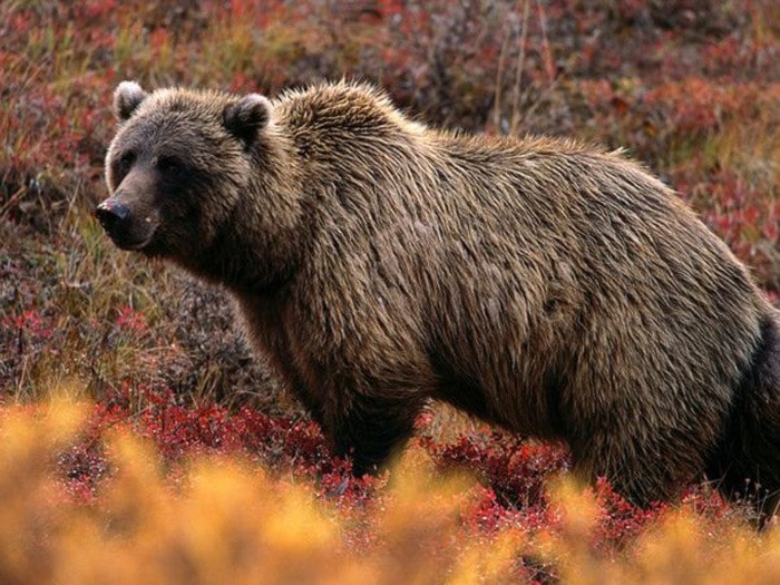 99239surreygrizzly-bear