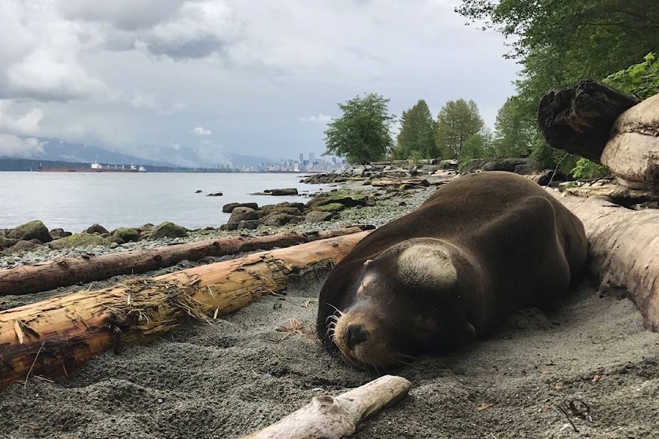 web1_20170512-KCN-M-sealion_Spanish-Banks