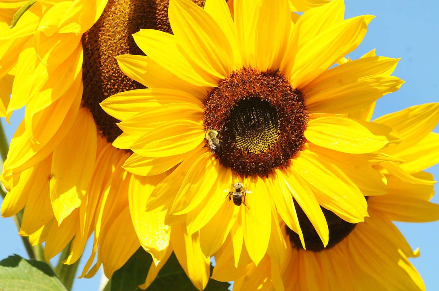 8306099_web1_170920-LAT-sunflowers1