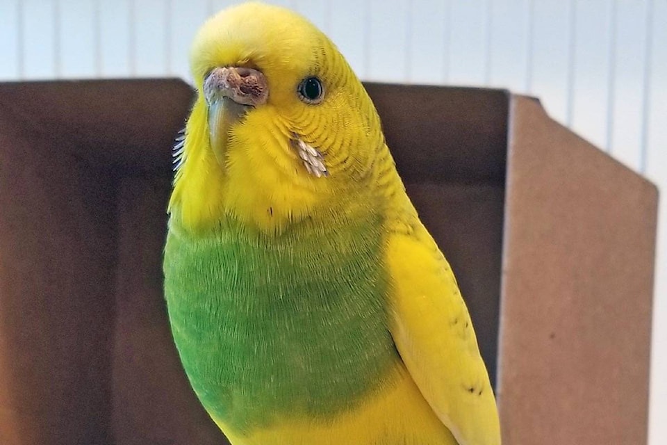 8875169_web1_171006-PAN-M-budgie-web