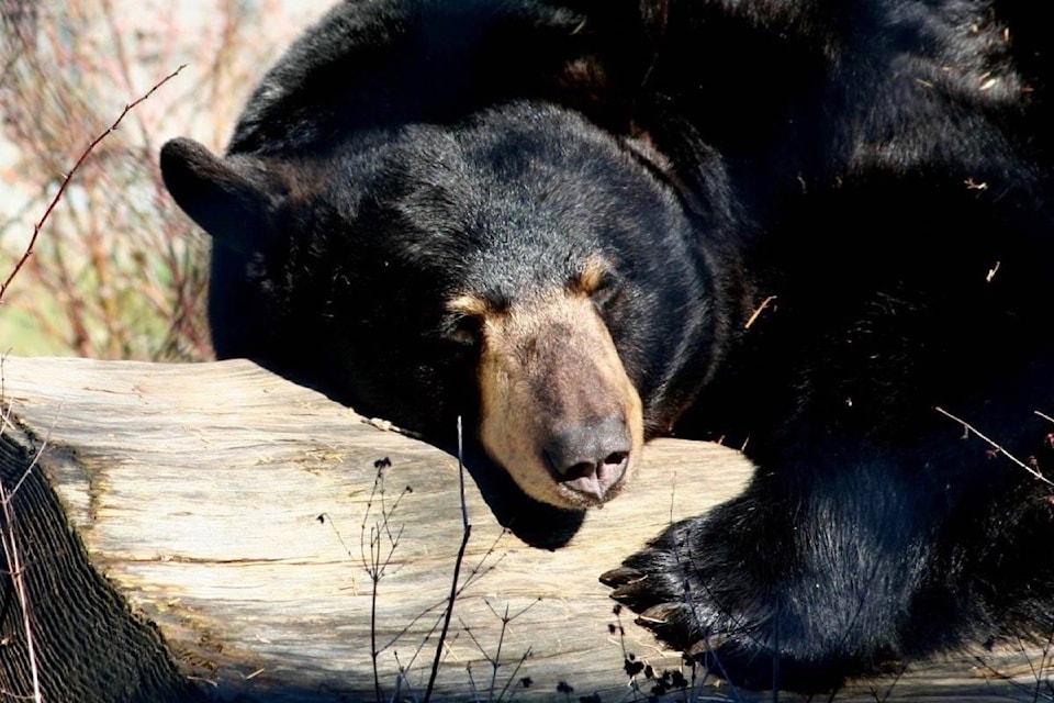 9063846_web1_171024-BPD-M-170928-BPD-M-Black-Bear-KNUT