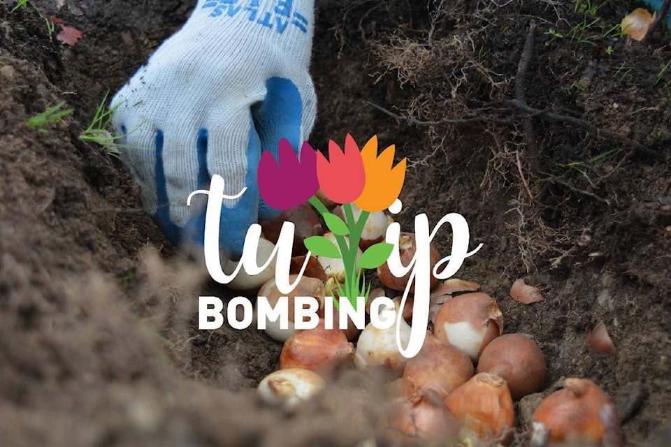 9131222_web1_tulipbombing