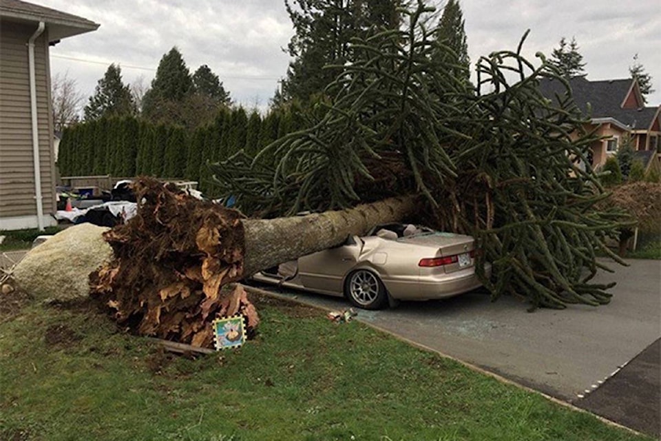 9927894_web1_171221-SNW-M-Sry-monkey-tree-car-crush