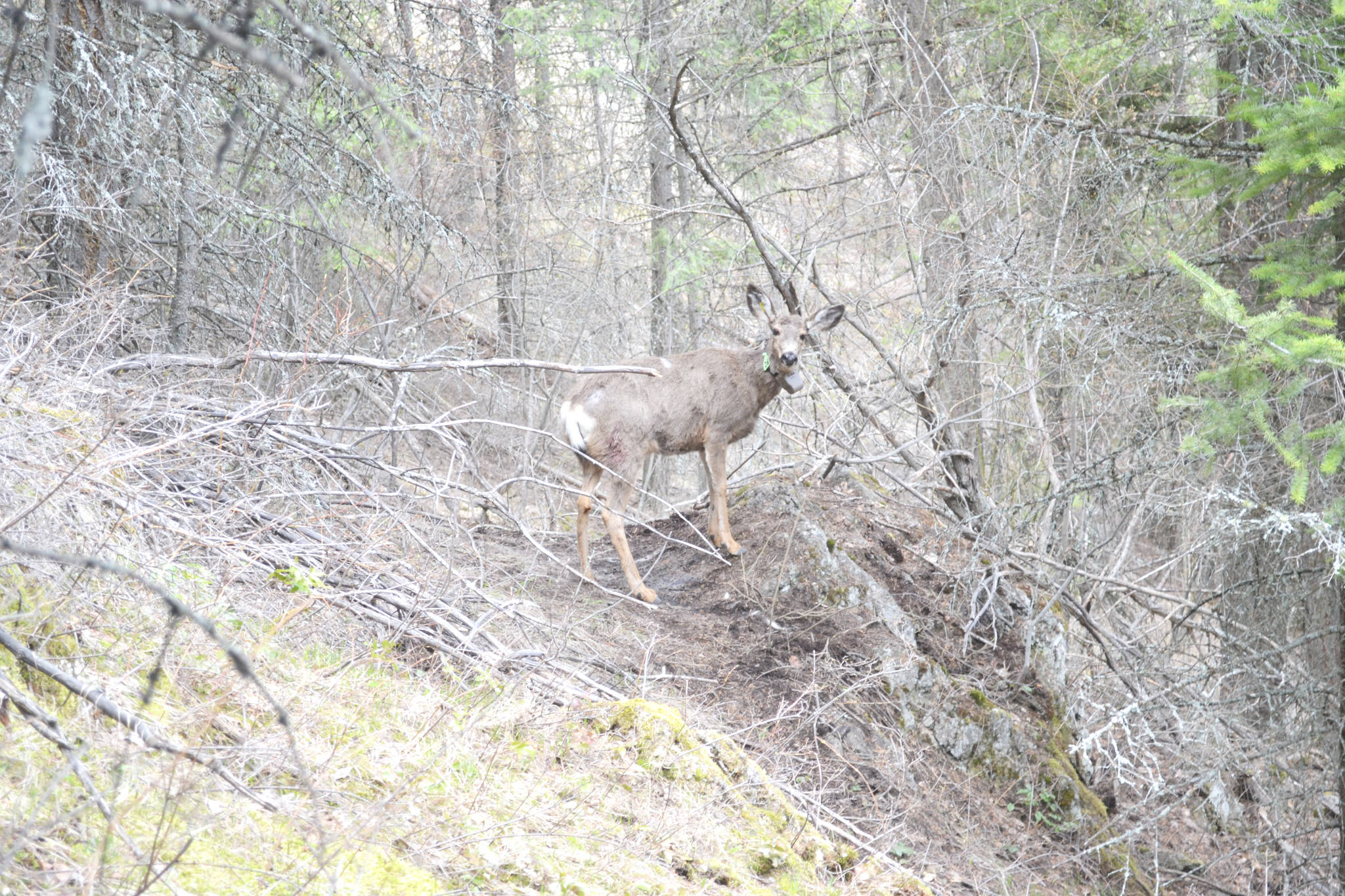 12912467_web1_copy_180735-KCN-mule-deer