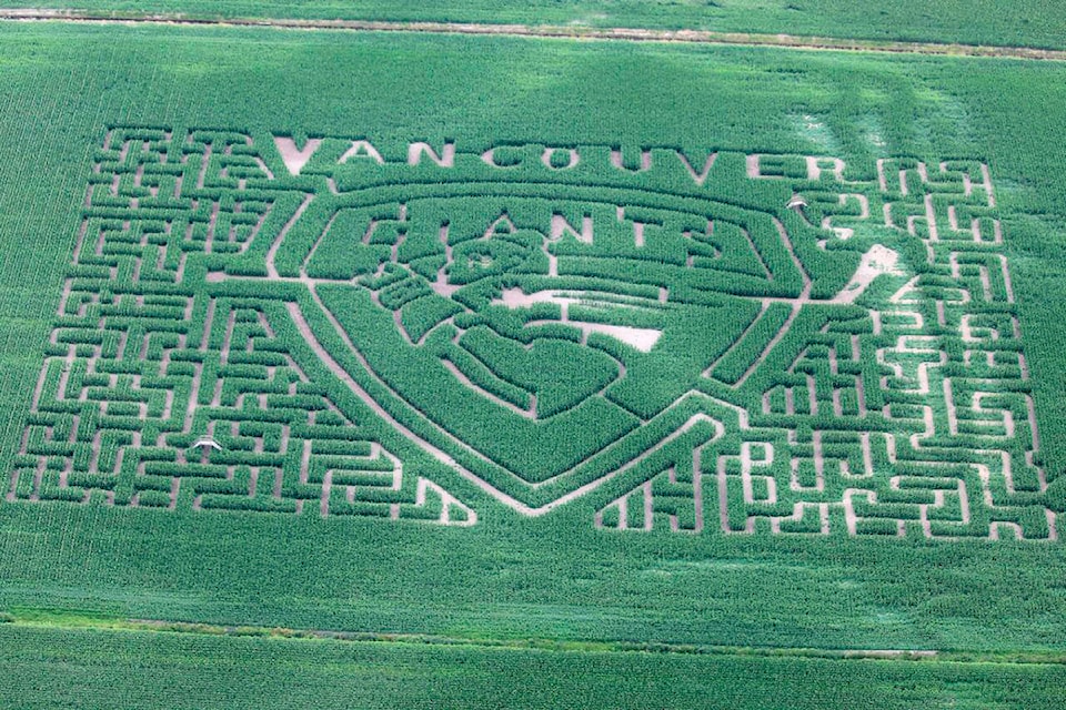 12949513_web1_180731-SUL-Corn-Maze-Vancouver-Giants