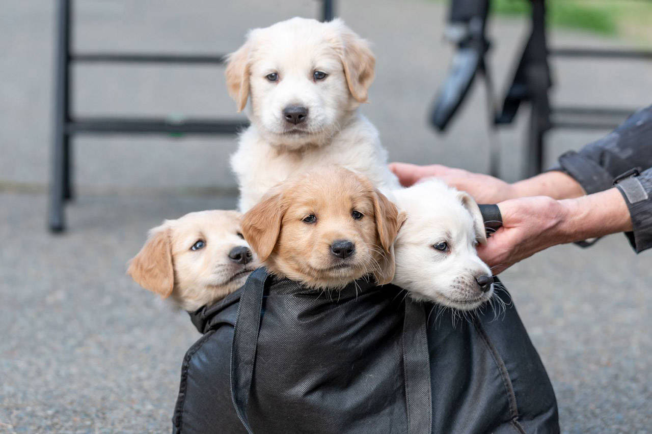 Golden retriever puppies for sale shop in surrey