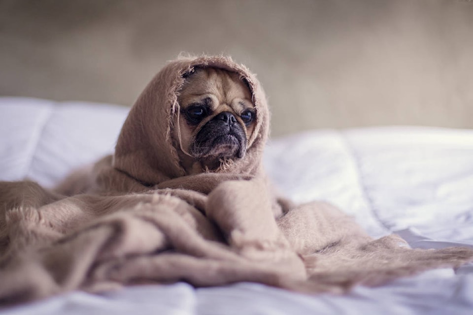 15222850_web1_Sadpug