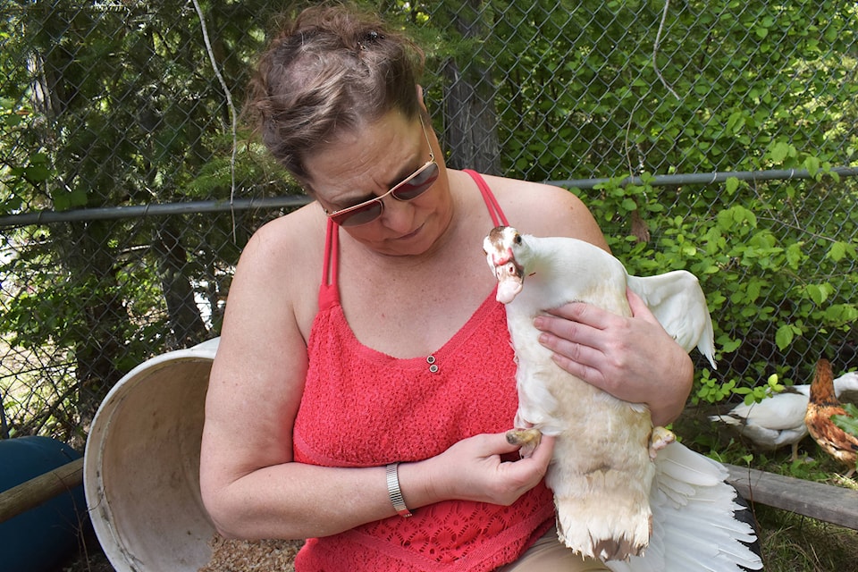 Christina Hallam cradles her duck Millie at her hobby farm on May 15 in Salmon Arm. (Cameron Thomson/Salmon Arm Observer)