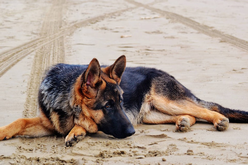 17730292_web1_MaxPixel.net-Dog-German-Shepherd-Shepherd-German-Dog-Lying-Down-1970026