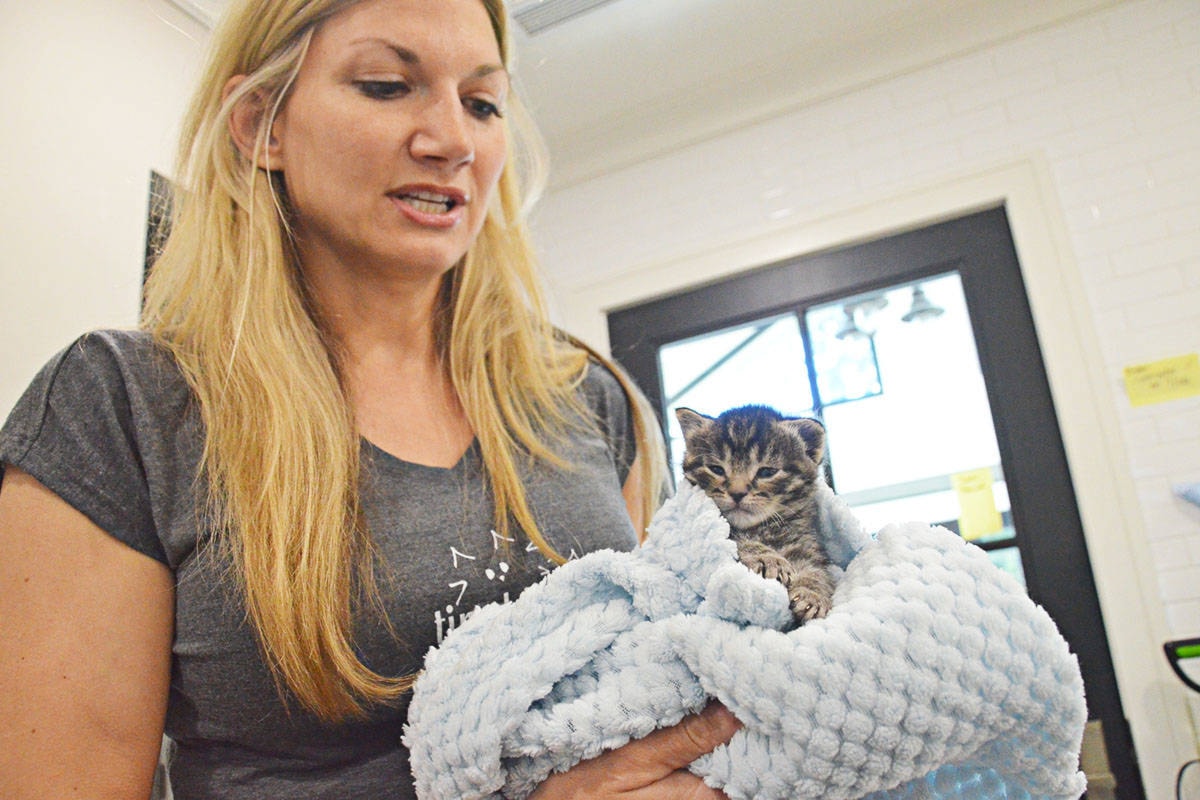 Shelly shop roche tinykittens