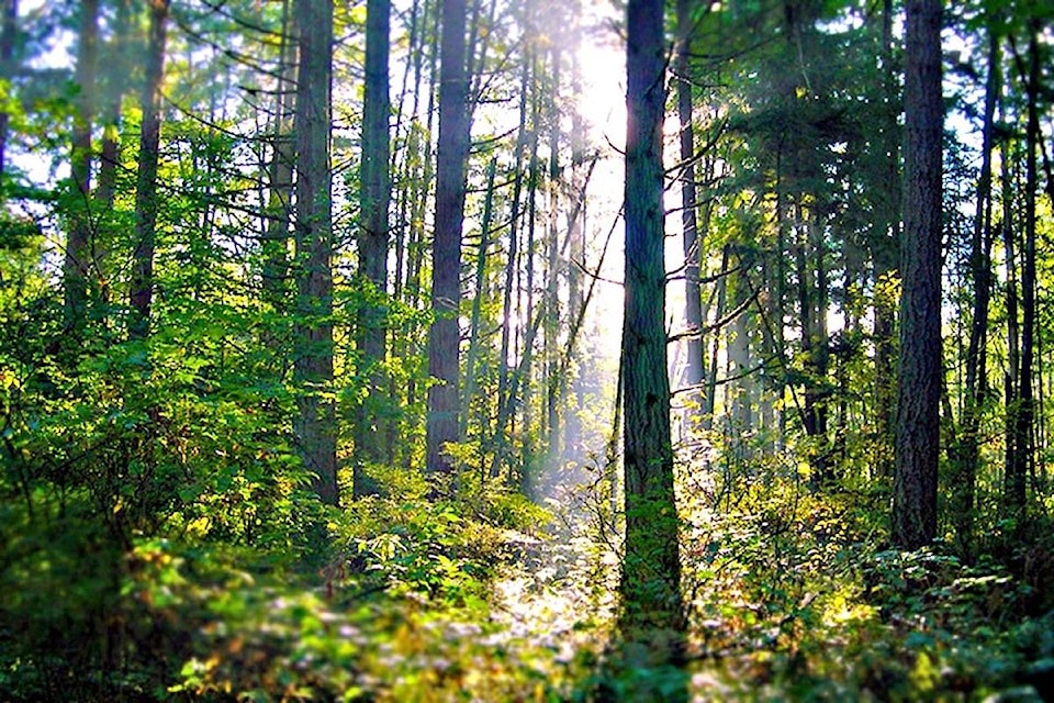 Proposed expansion of Sunnyside Lawn Cemetery has stewards of Sunnyside Acres Urban Forest concerned. (Surrey.ca photo)