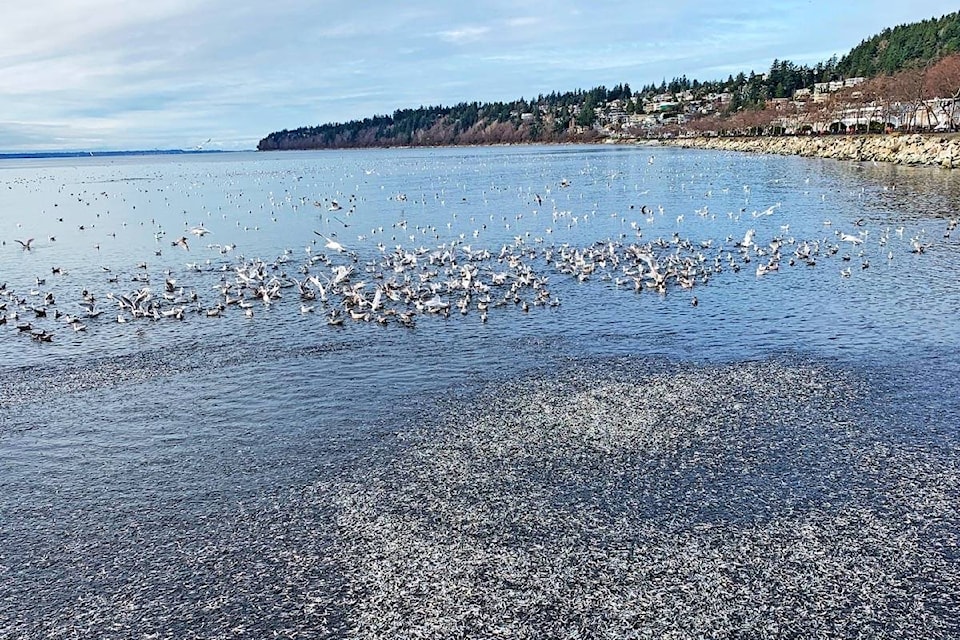 ‘Millions’ of tiny fish were in Semiahmoo Bay on Christmas Day. (Christy Fox photo)