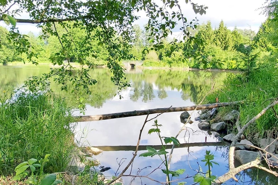 21545771_web1_200520-NDR-M-Cougar-Creek-as-it-leaves-beaver-pond-in-Surrey-2