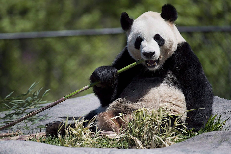FILE – Giant panda Da Mao eats bamboo at the Toronto Zoo on Thursday, May 16, 2013. THE CANADIAN PRESS/Nathan Denette
