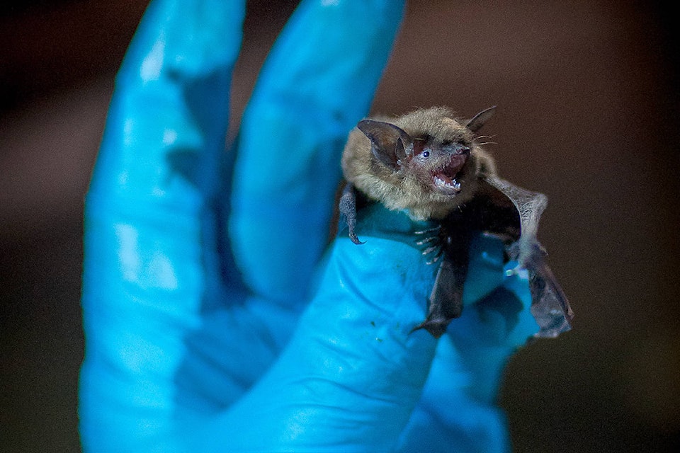A little brown bat, which has become endangered due to white-nose syndrome. (Greg Michalowski photo)