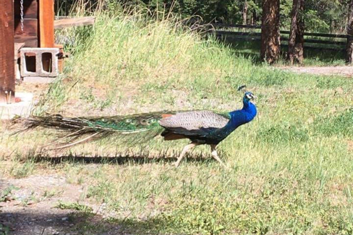 25541718_web1_210621-NTS-peacock_1