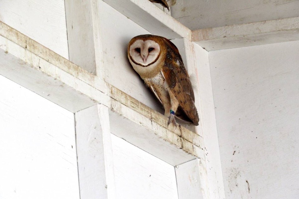 This barn owl, rescued in South Surrey on June 25, 2021, is recovering and will soon be ready for banding and release, officials say. (June Young photo)