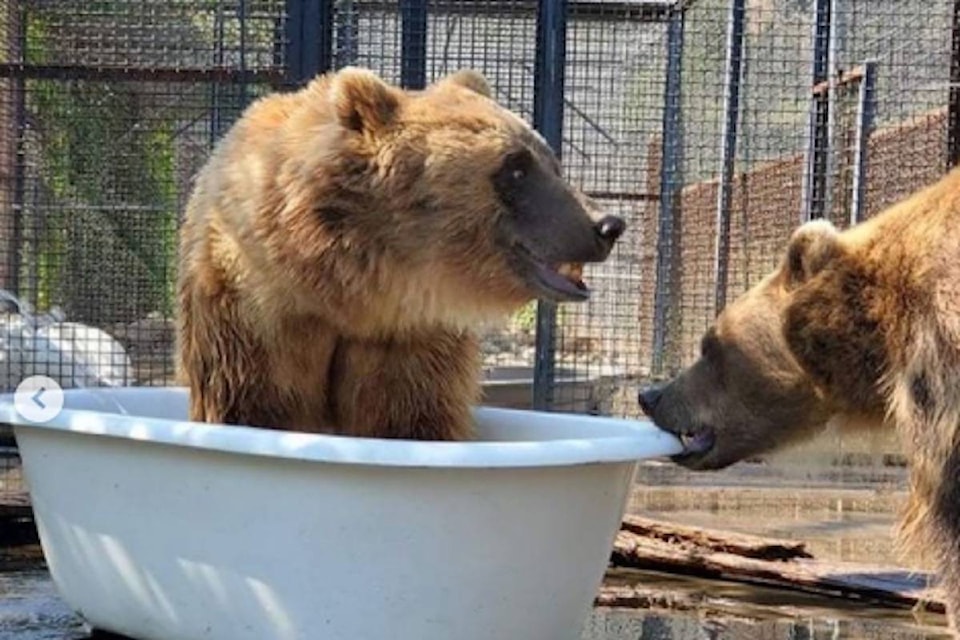 25927421_web1_210723-BPD-Bears-Tub-FLARE_1