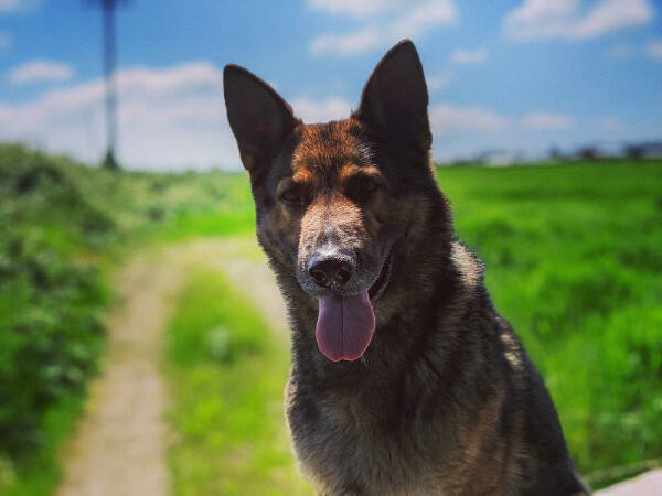 27828893_web1_220114-NDR-S-Police-Service-Dog-Garner-1