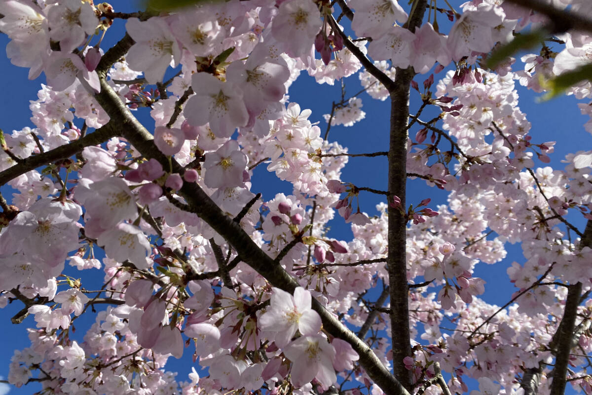 28629974_web1_220407-PAN-PiketColumnCherryTrees-blossoms_1