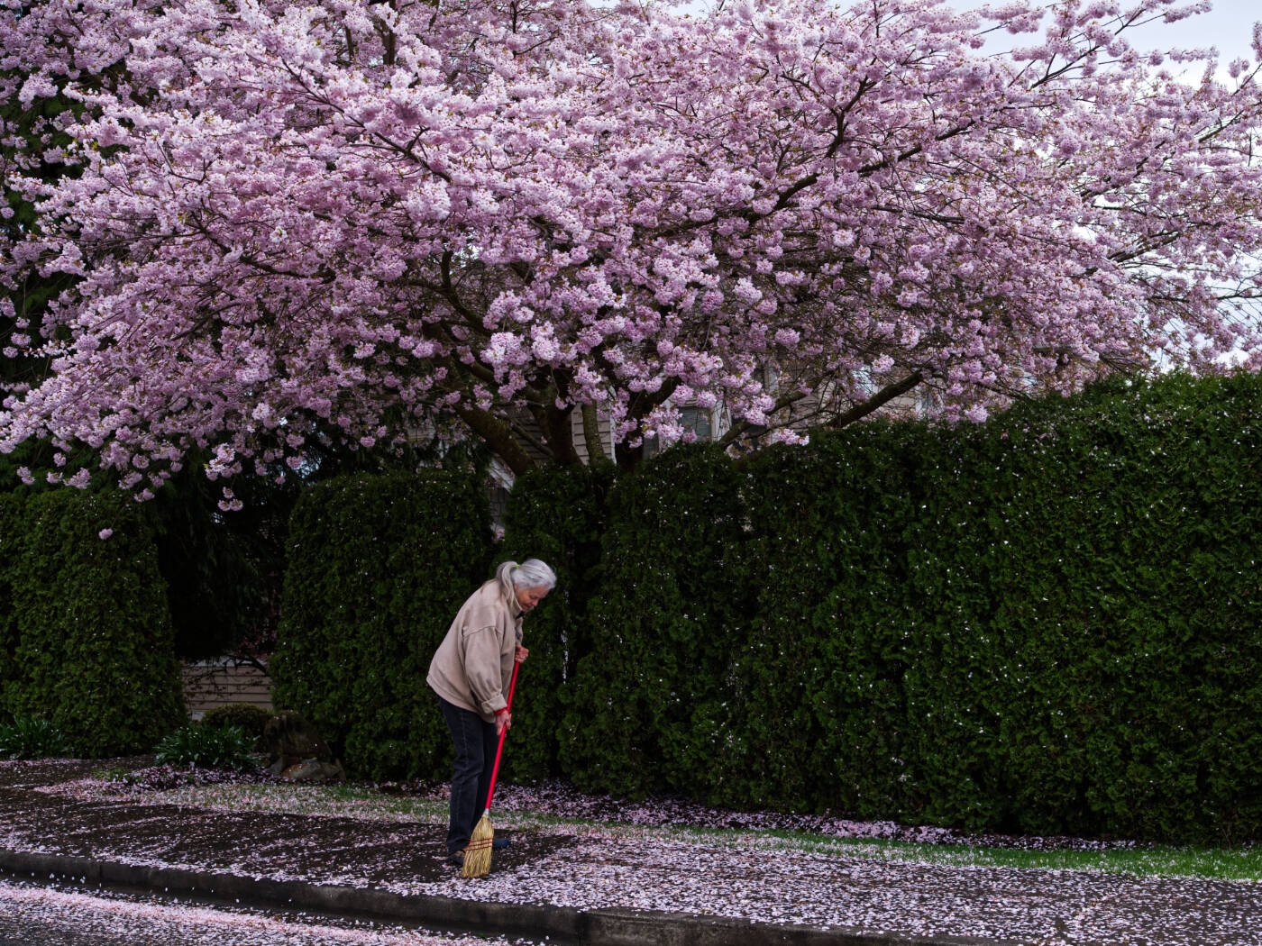 28629974_web1_220407-PAN-PiketColumnCherryTrees-sweeping_1