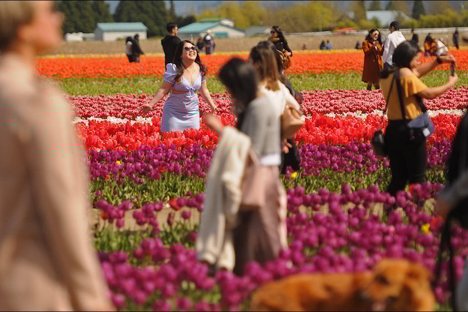 Folks take in the Chilliwack Tulip Festival on Saturday, April 23, 2022. The event runs until May 1. (Jenna Hauck/ Chilliwack Progress)