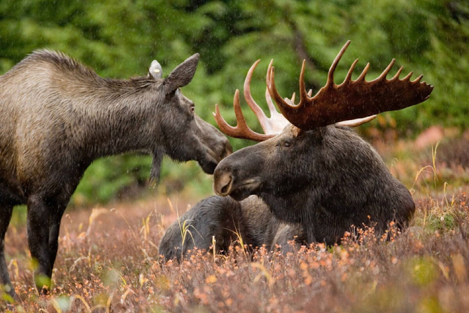 29250004_web1_220602-PRU-hunting-regulations-changed-moose_1