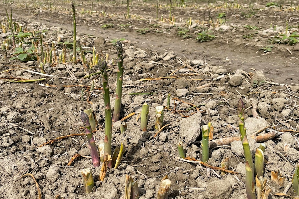 Asparagus is ripe and ready to pick in spring. (Photo by Kelsey Yates)
