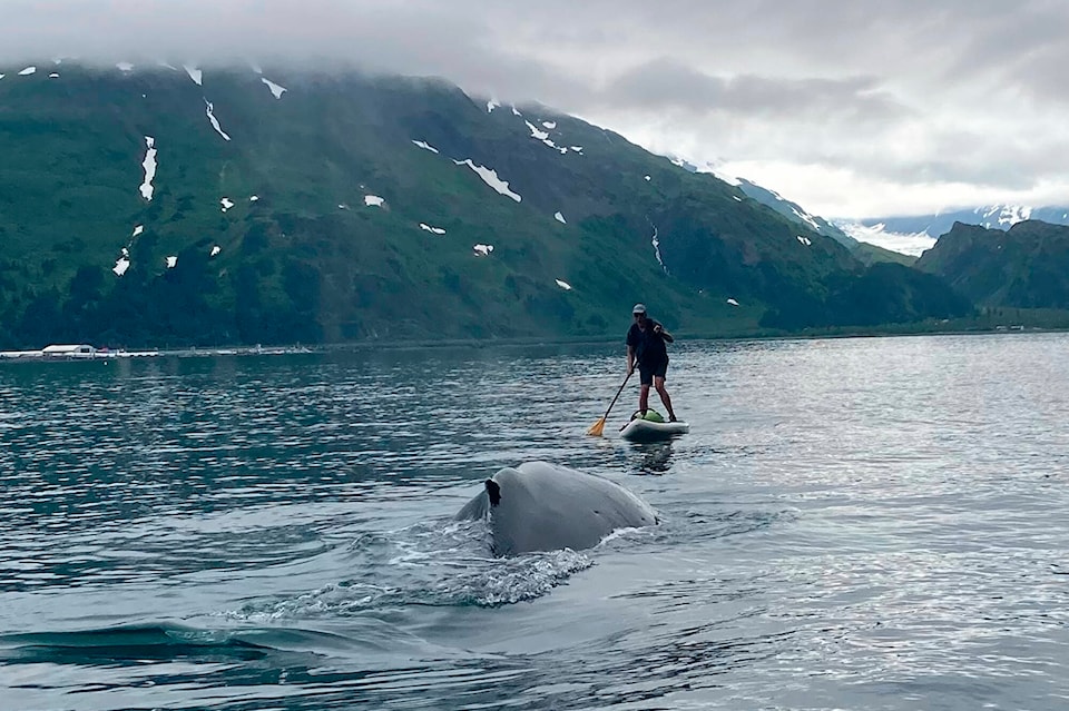 33371838_web1_copy_WhaleEscape-JUE-230722-1_1