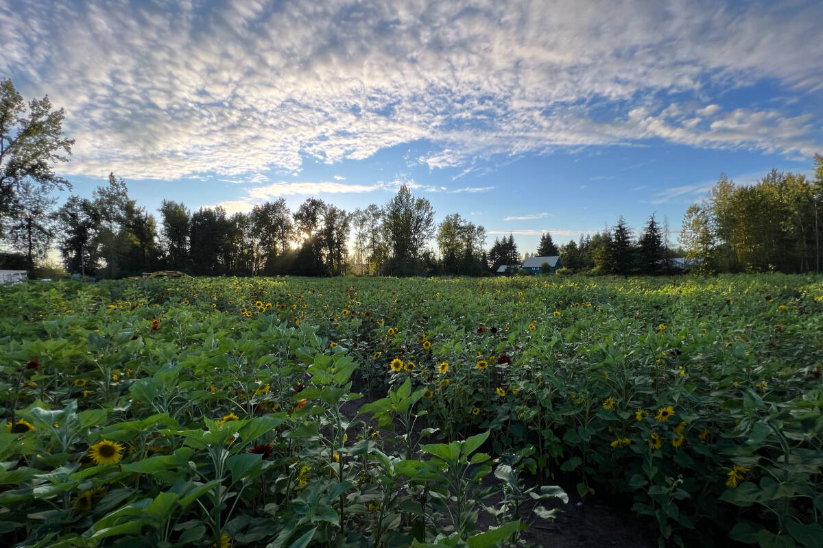 Dont miss these beautiful blooms of sunshine at the Surrey Sunflower Festival.