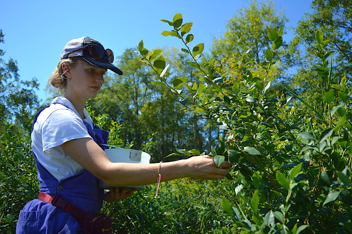 Sara Humphreville, who works part-time for Sources and leads volunteer gleaners, picks blueberries at Lone Stream Farm in South Surrey on Tuesday, Aug. 15, 2023. (Photo: Tom Zillich)