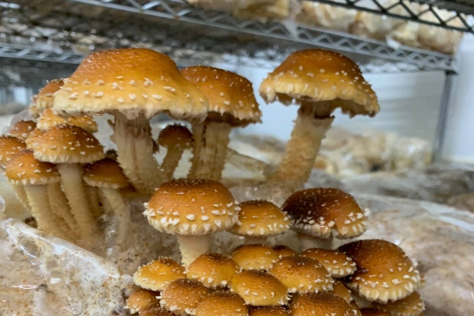 33648502_web1_230824-PAN-MushroomsHarvest-MYCAFarms_3