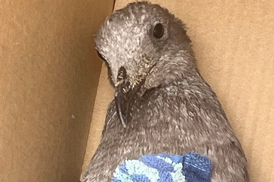 33655092_web1_230824-PAN-baby-seagull-rescue_1