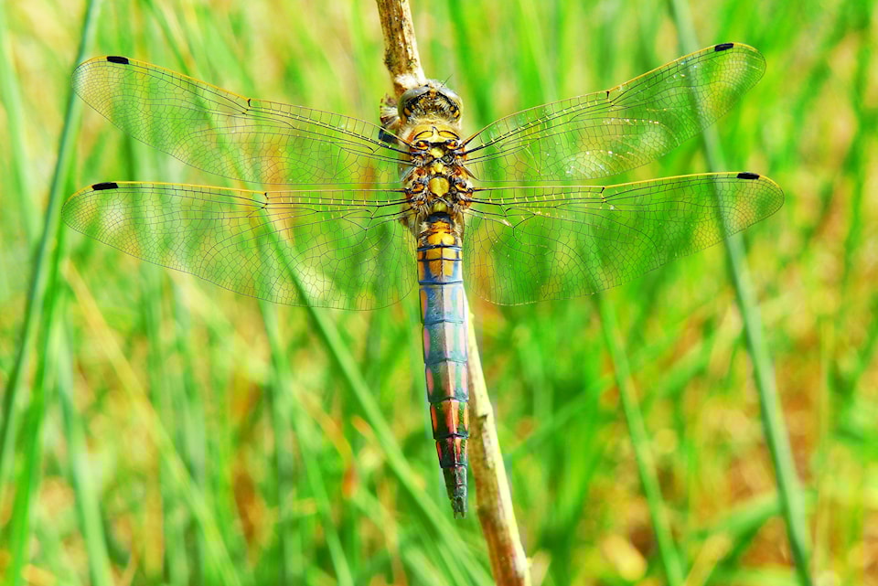 dragonfly